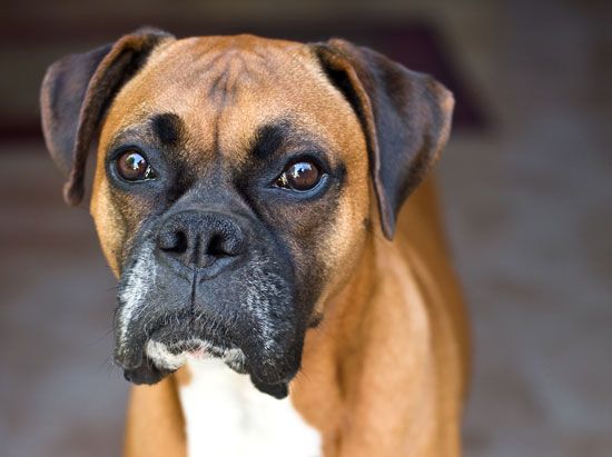 A short-headed breed