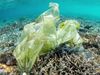 Learn how scientists can transform single-use plastic bags into lithium ion battery anodes