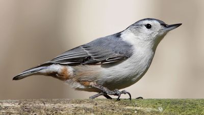 white-breasted nuthatch