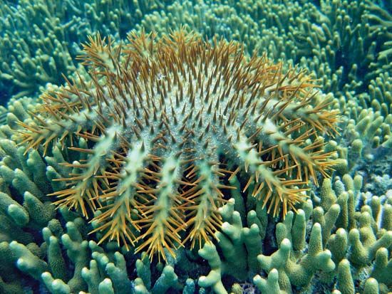 crown-of-thorns starfish