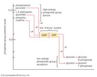 transfer of phosphate groups from high-energy donors to low-energy acceptors