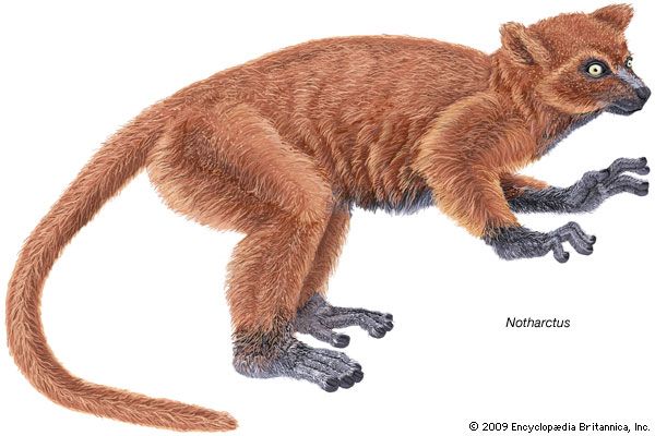Notharctus