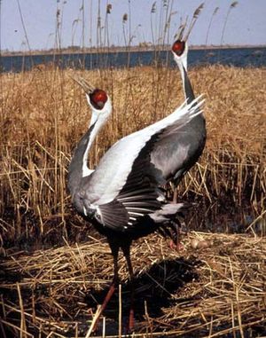 White-naped crane (Grus vipio)