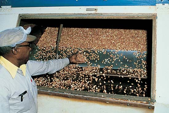 Virginia: peanut processing