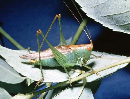 meadow grasshopper