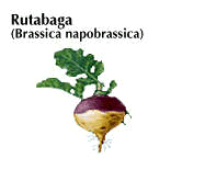 Swedish turnip