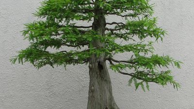 bonsai