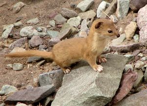 tropical weasel