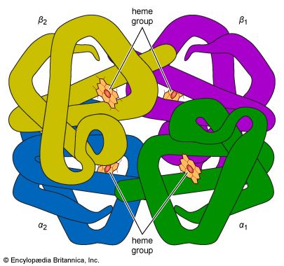 The structure of hemoglobin