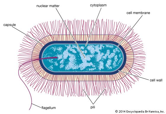 bacterial cell