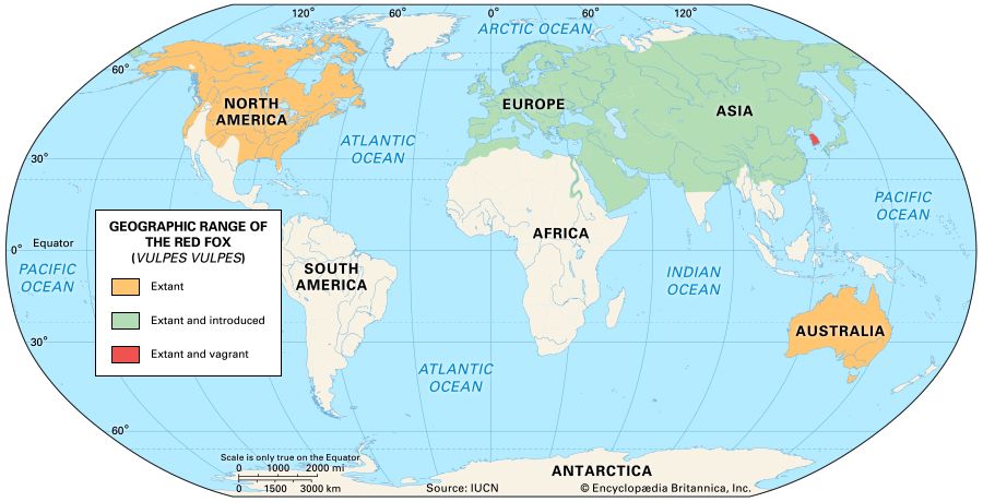 range of the red fox (Vulpes vulpes)