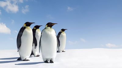 Do penguins live in places other than Antarctica?