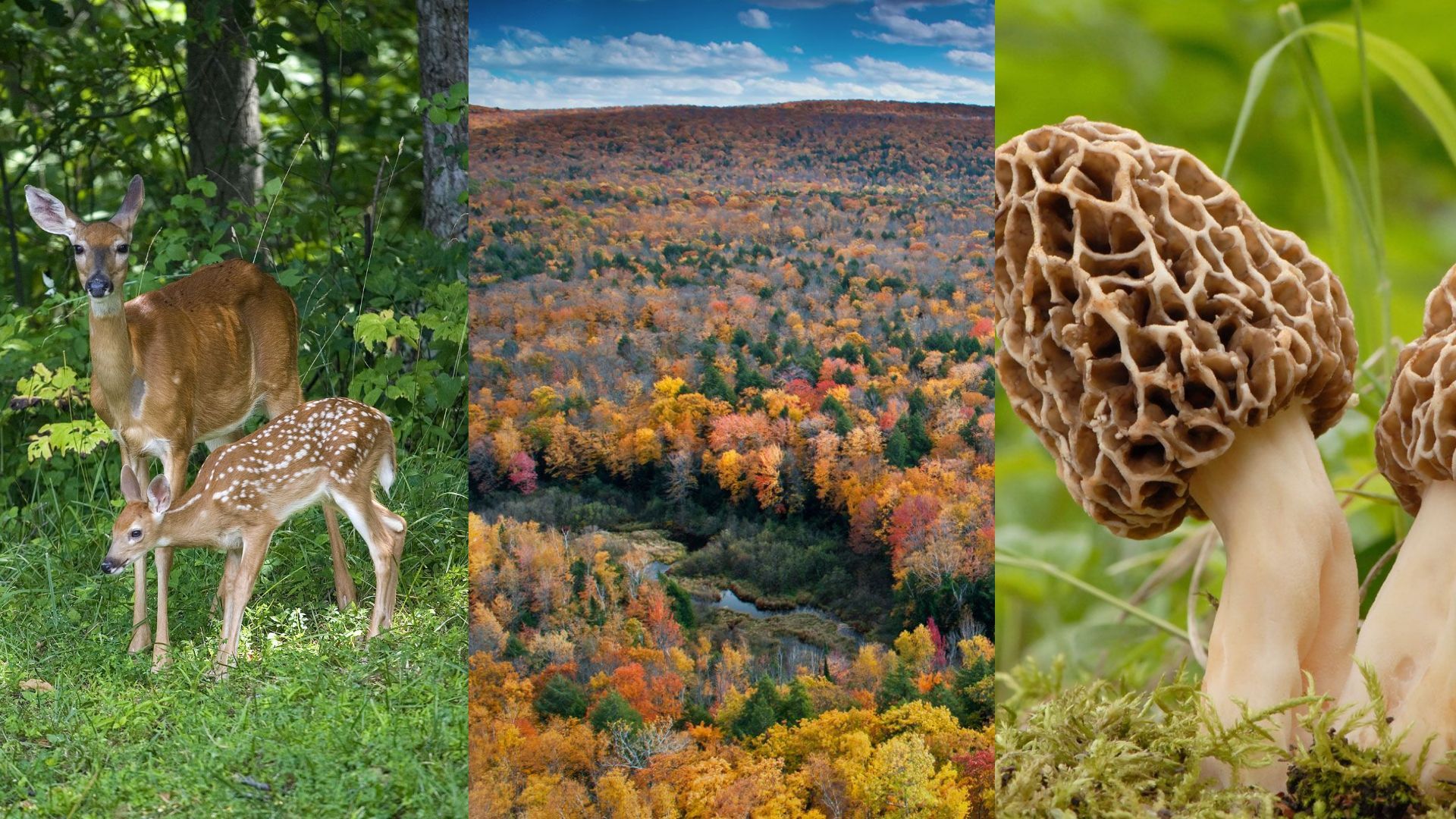 Life in the Temperate Forests