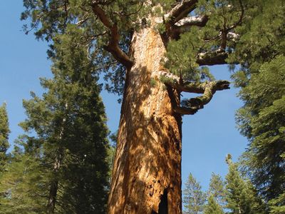 giant sequoia
