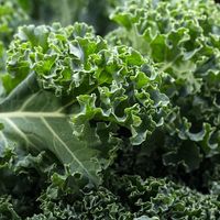 curly kale. Kale or borecole (Brassica oleracea Acephala Group) a loose leafed, edible plant derived from the cabbage. vegetable