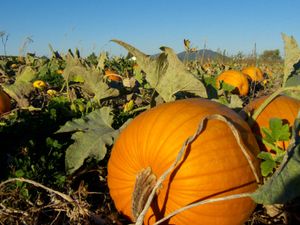 pumpkin patch