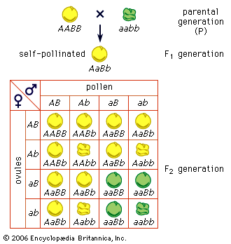 genetics: Mendel's principle of independent assortment