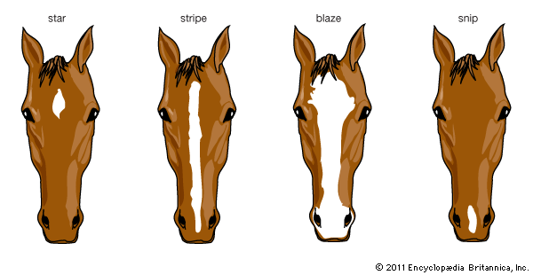 horse face markings