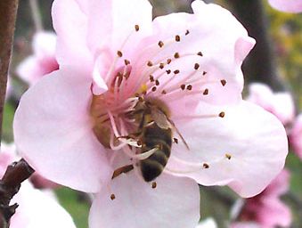 Nectar