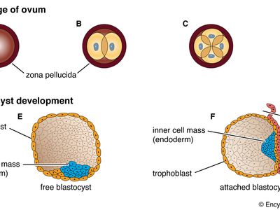first stages of human development