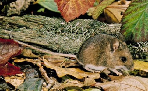 field mouse
