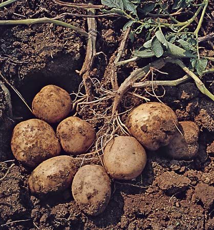 potato tubers