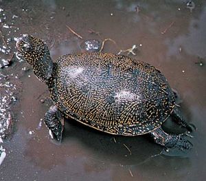 pond turtle