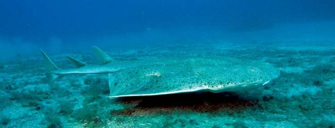 angel shark