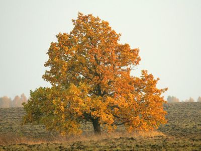 A lonely oak