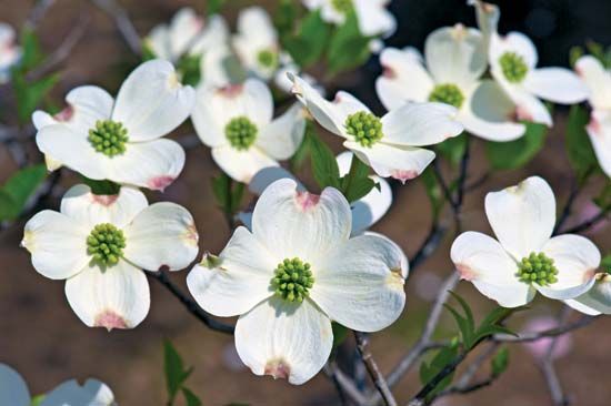 Virginia state flower