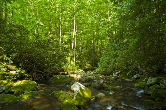 Great Smoky Mountains National Park