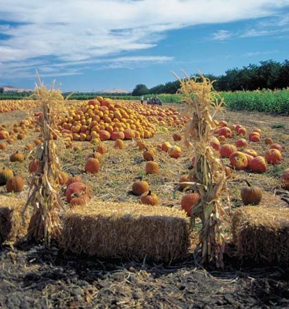 pumpkin patch