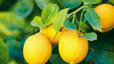 lemon