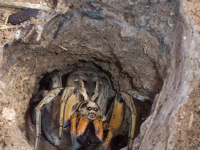 Burrowing spider