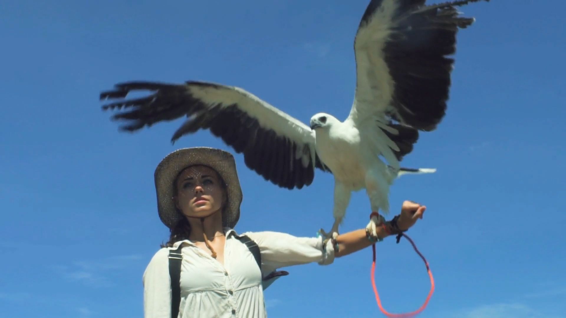 bird
