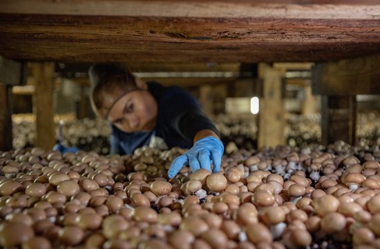 Pennsylvania: mushroom production