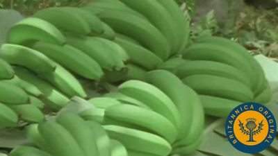 Follow West Indies labourers, from banana and pineapple harvesters to woodworkers and fishermen