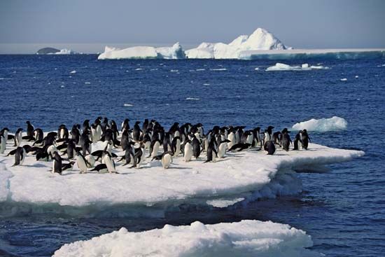 Adélie penguins on an ice floe