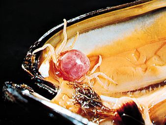 Pea crab (Pinnotheres pisum) in opened shell