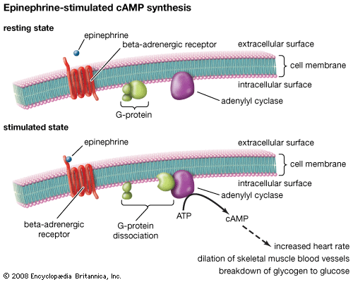 Epinephrine-stimulated cAMP synthesis