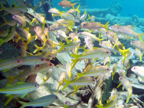 Papahanaumokuakea Marine National Monument