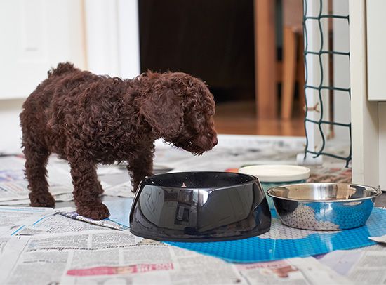 dogs: food and water