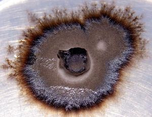 mycorrhiza