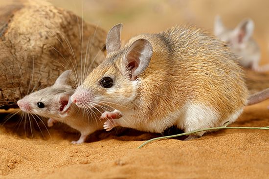 Cairo spiny mouse