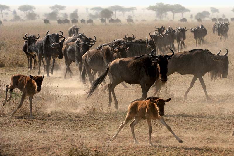 Common wildebeest
