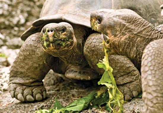 Galápagos tortoises