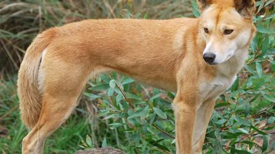 dingo (Canis lupus dingo)