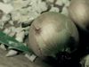 Why do onions make you cry?