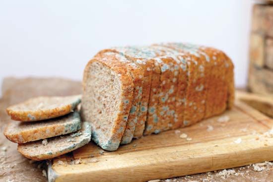 mold on bread