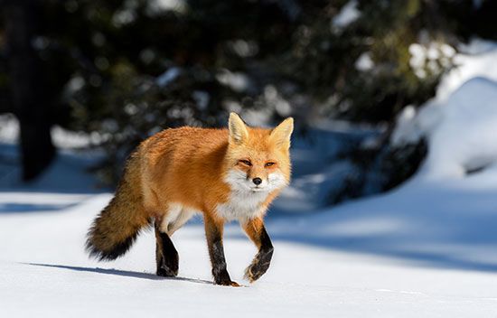 red fox (Vulpes vulpes)